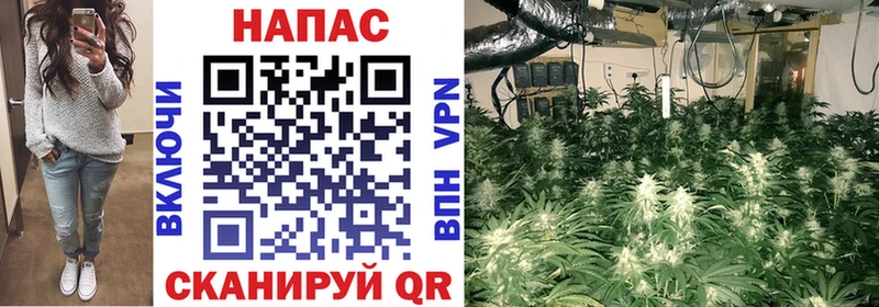 где найти   Кяхта  Бошки марихуана сатива 
